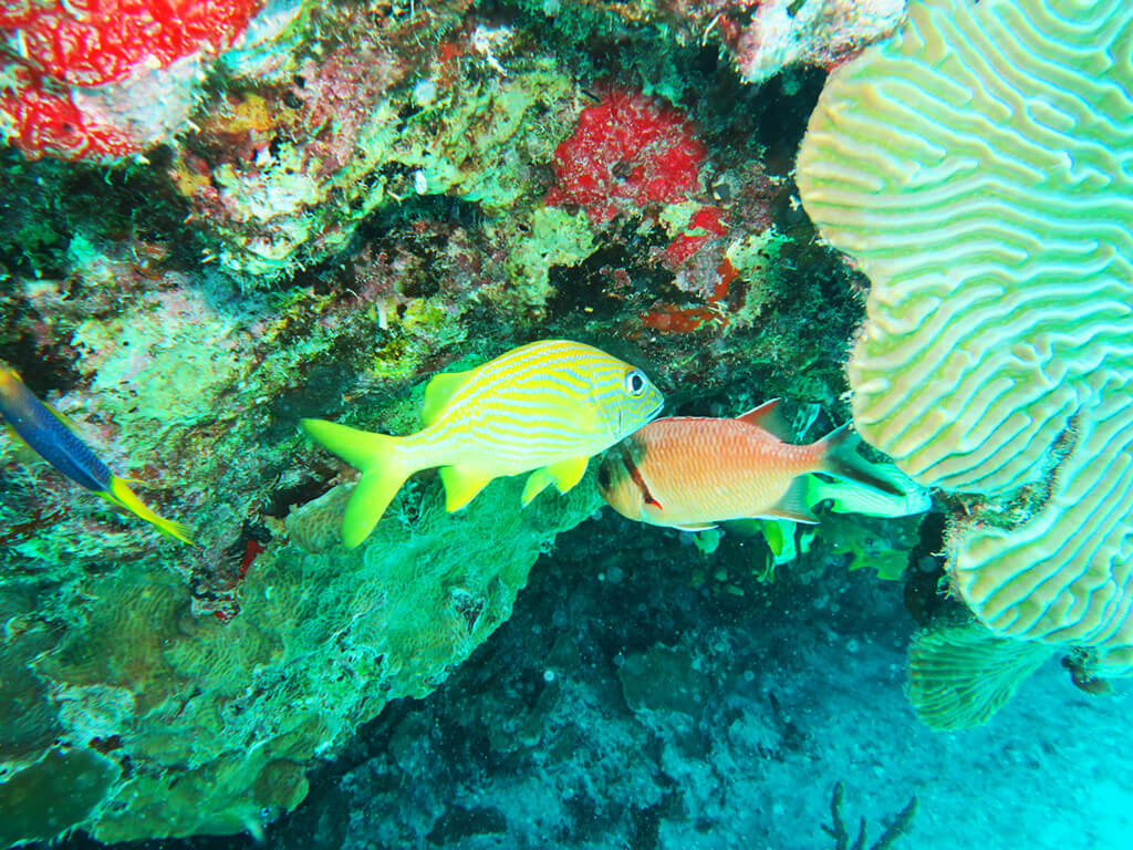2 SNORKEL